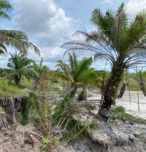 Pasca Penertiban, Tambang Ilegal di Kelabat Kembali Beroperasi