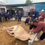 Antusias Warga Gerunggang Ikuti Penyembelihan 9 Sapi dan 5 Kambing di Masjid Nurul Jannah