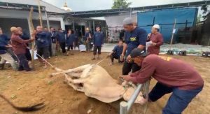 Antusias Warga Gerunggang Ikuti Penyembelihan 9 Sapi dan 5 Kambing di Masjid Nurul Jannah